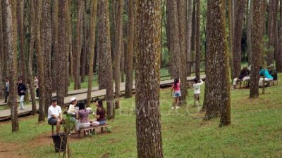 Manfaat Terapi Forest Bathing untuk Kesehatan