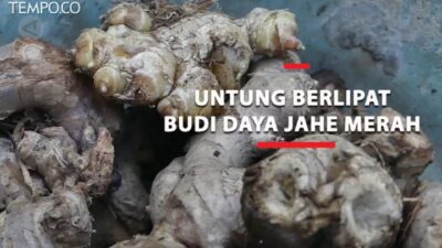 Perbedaan Jahe Merah dan Jahe Biasa: Fakta Penting!