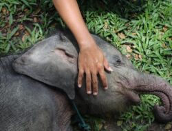 Penyebab Kematian Gajah Tari di Tesso Nilo: Penyelidikan Terbaru