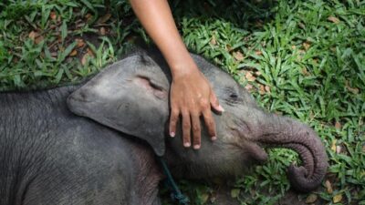 Penyebab Kematian Gajah Tari di Tesso Nilo: Penyelidikan Terbaru